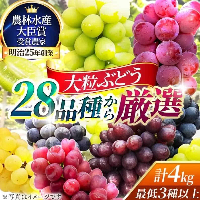 【2026年先行予約】28種の大粒品種から届く「秋の大粒ぶどう宝石箱」（シャインマスカット1房含む）約4kg（9月中旬～下旬発送分）|ぶどう 詰合せ 希少 セット 大粒  残暑見舞い 敬老の日 葡萄 