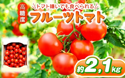 フルーツトマト 約2.1㎏| 野菜 トマト フルーツトマト 中玉トマト 大容量 とまと 鈴木農園 鈴木メロン園 千葉 君津 きみつ