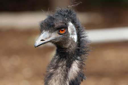 【5か月定期便】エミュー肉 しゃぶしゃぶ用【エミュー 基山産 高タンパク 高鉄分 低カロリー ヘルシー ジビエ しゃぶしゃぶ 貴重肉 鉄分補給】 F5-F006309