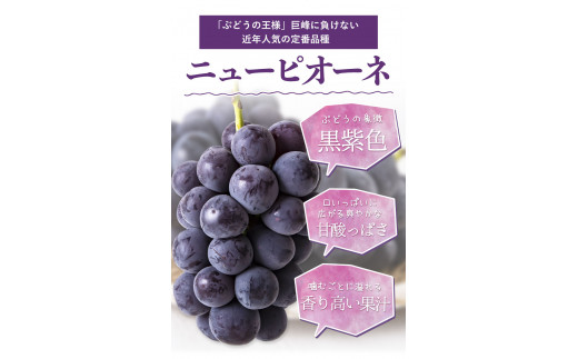 23. 秀品 ニューピオーネ 約1.2kg 2房《8月下旬-10月中旬頃出荷》 st-p