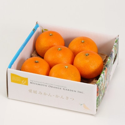 最高級みかん 媛皇 まどんな 1.5kg 愛媛県 八幡浜市 西宇和地区 希少品種【C25-366】【1717436】