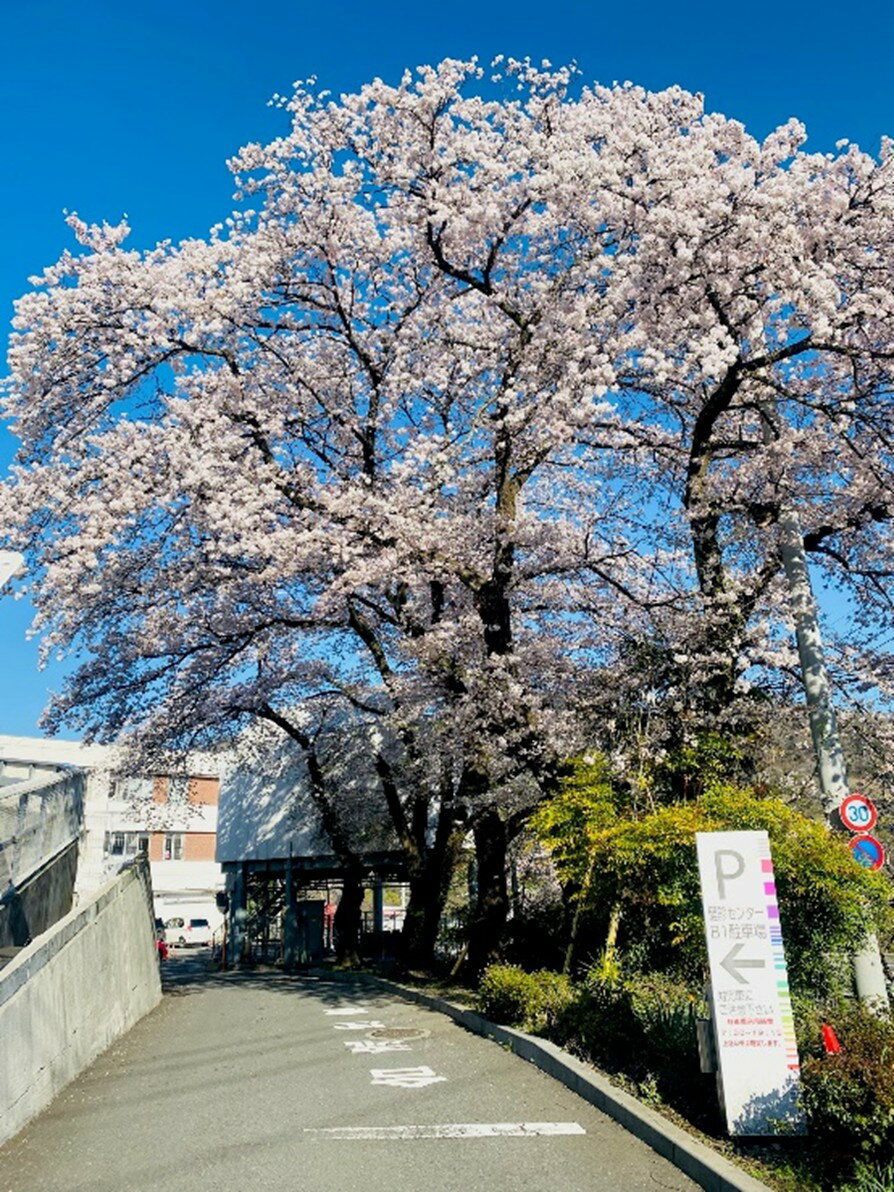 【ふるさと納税】【先行予約】令和8年2月16～令和8年3月23日　人間ドック 1名様（胃内視鏡検査）（日帰り）大月市立中央病院