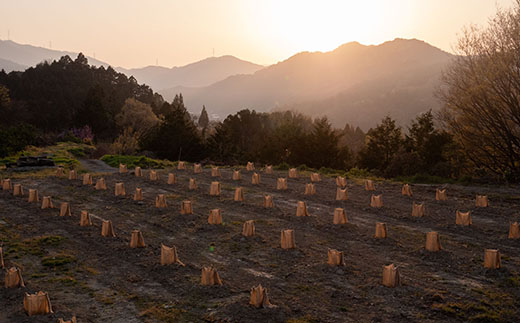 和柑橘deコスメ「山神果樹薬草園」柚子のボディソープセット《30日以内に出荷予定(土日祝除く)》s-1
