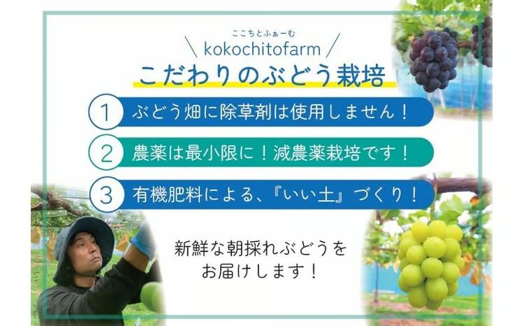 【2026年先行予約】 ここちとふぁーむ 【ご自宅用】 岡山県産 シャインマスカット＆旬のおまかせぶどう 2～3房 約1kg 【koko016-01】