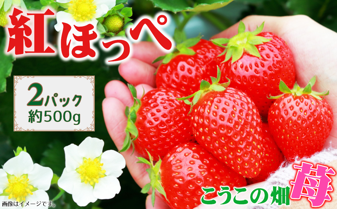 
            こうこの畑　苺　紅ほっぺ ／ イチゴ いちご 果物 フルーツ うま味 コク 国産 農産物 大阪府 No.392
          