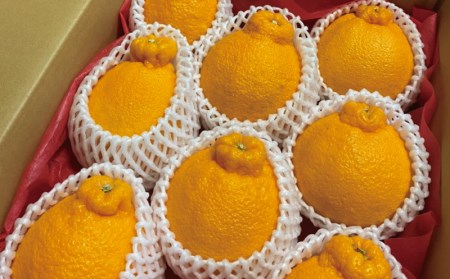 不知火 フルーツ 果物 くだもの 柑橘 みかん 蜜柑 ハウス 2L 3L サイズ2L以上 ハウス不知火 約8kg【2027年1月下旬〜3月上旬に順次発送予定】【mok007】