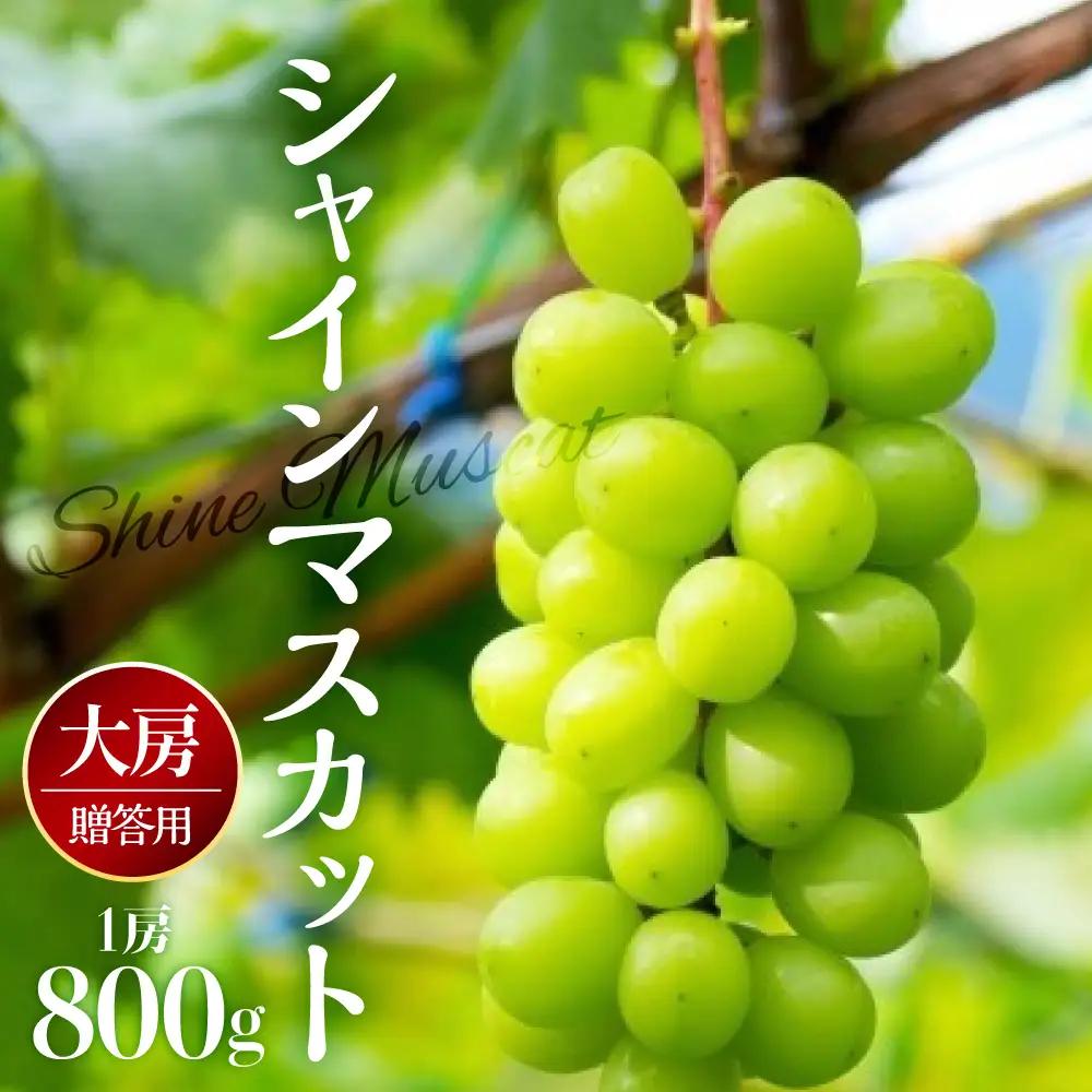 【2026年11月上旬発送】 シャインマスカット 大房 800g 青森産