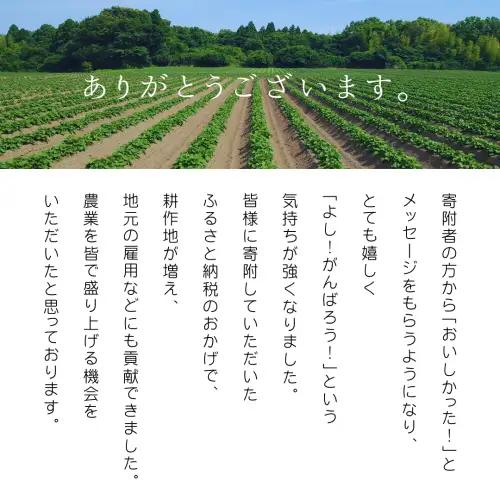 干し芋 平干し  紅はるか 180g×3袋 540g  6ヵ月定期便 さつまいも
