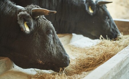 佐賀牛 サーロイン ステーキ 200g×3枚 ※配送不可:北海道、沖縄、離島