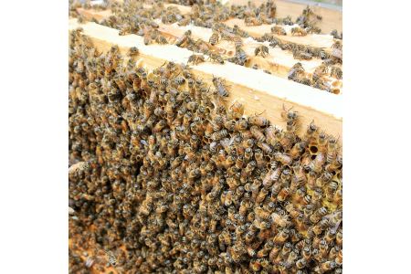 【はちみつ 蜂蜜】南国指宿の花々から採れた純粋はちみつ600g(鶴田養蜂場/A-132) はちみつ 蜂蜜