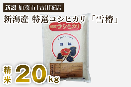 【令和7年産新米】新潟県産 特選コシヒカリ「雪椿」精米20kg 《順次発送》 白米 加茂市 お米の専門店 古川商店