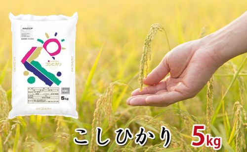 【令和7年度産】静岡県産米『こしひかり』精米5kg お米 コシヒカリ 米 こめ 静岡 浜松