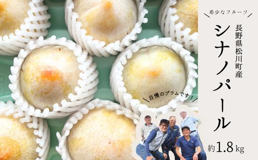 
                  【先行予約】 高級プラム シナノパール 贈答 約1.8kg 大玉 or 中玉 ／ 2026年9月中旬頃から発送予定 // 長野県 南信州 松川町産 プラム すもも スモモ 高級フルーツ 希少 贈答 産地直送 農家直送 新鮮 数量限定 シナノパール 2kg KP03 KP04
                