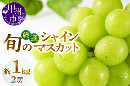 甲州市産厳選旬のシャインマスカット 約1kg 2房入り【2025年発送】（MG）B-007【シャインマスカット 葡萄 ぶどう ブドウ 令和7年発送 期間限定 山梨県産 甲州市 フルーツ 果物】