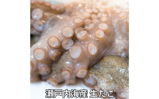 
                  活き締め真たこ1ぱい約1kg　レシピ付き 蛸 生 刺身 | たこ 真だこ 魚介 海鮮 刺身 国産 新鮮 お取り寄せ グルメ ギフト 人気
                