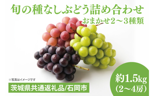 【2026年8月下旬～9月下旬発送】旬の種なしぶどう詰め合わせ　1.5kg（２～４房）【茨城県共通返礼品/石岡市】【ブドウ 巨峰 ビオーネ 伊豆錦 ゴルビー セット 安芸クイーン フルーツ 果物 くだ