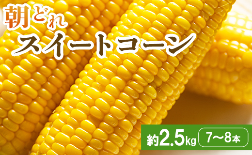 朝どれスイートコーン 2.5kg以上(7～8本) - トウモロコシ とうもろこし 野菜 国産 産地直送 期間限定 季節限定 旬彩ファームやまさき sy-0001