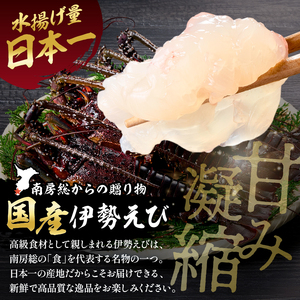 【天然】甘み凝縮！活〆冷凍伊勢海老900ｇ以上（300ｇ×3尾） mi0020-0003