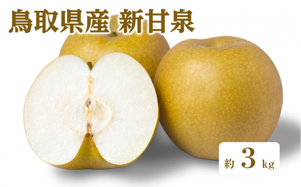 ＜数量限定＞＜2026年8月下旬以降順次発送予定＞鳥取県産新甘泉(約3kg) 【鳥取県 境港市】