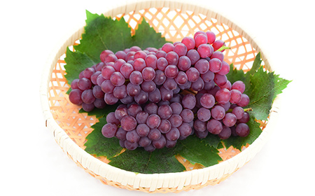 【定期便 3回】葡萄だらけの定期便 デラウェア スチューベン シャインマスカット ぶどう 葡萄 果物 フルーツ 山形県 中山町 F4A-0445