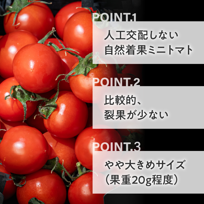 HOLY TOMATO