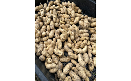 愛知県豊田市産 【生落花生】 1.5kg