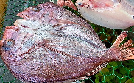 【山田海産物】淡路島えびす鯛（献上鯛） 2枚入り