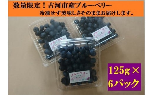 
数量限定！古河市産のブルーベリー(125g×6パック)摘みたてを冷蔵でお届け！　※北海道・四国・九州・沖縄・離島への配送不可 | ブルーベリー ベリー 果物 750グラム 新鮮 取れたて 古河市産 茨城県産 贈答 贈り物 プレゼント 茨城県 古河市 直送 農家直送 産地直送 送料無料_AS11
