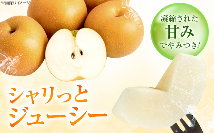 【先行予約】幸水梨(こうすいなし) 8〜10玉入り 〈2026年8月〜発送〉 ／ フルーツ 果物 くだもの 食品 人気 おすすめ 送料無料 梨 なし 幸水梨 梨 季節のフルーツ　／　株式会社内子フレッ