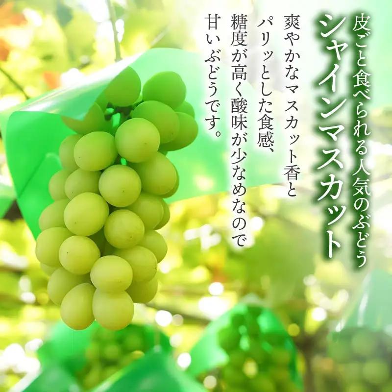 【令和8年産先行予約】鶴岡市産ぶどう シャインマスカット　約2kg（3房）　伊藤果樹園
