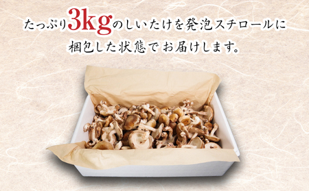 訳あり 生しいたけ 3kg しいたけ
