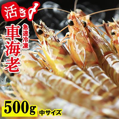 ふるさと納税 久米島町 【沖縄県久米島産】活〆急速冷凍車海老(お刺身可/500g/25〜29尾/約14cm/中サイズ)