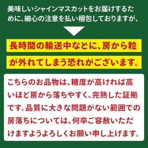 【2026年9月中旬より順次発送】令和7年度 茨城県生産力向上共励会 特別賞受賞！糖度約20～22度！美味しさにこだわったシャインマスカット（約3000g）3～5房   化学肥料不使用 農家直送【葡萄