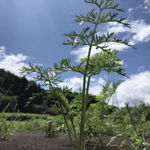 tgsのにんじんミックスジュース 720ml 12本セット | 野菜ジュース 人参 ニンジン 野菜飲料 果実飲料 りんご