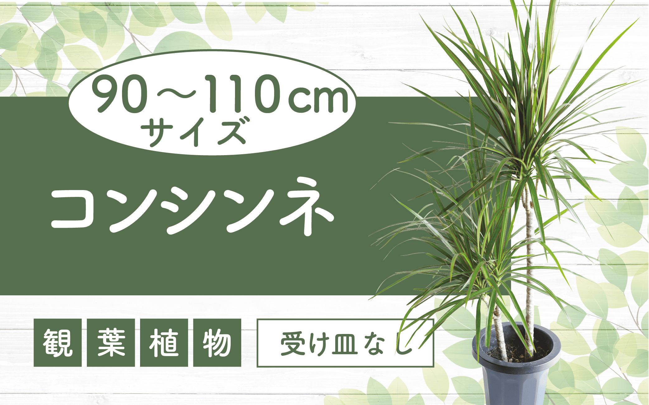 
            2025年2月上旬～発送【観葉植物】コンシンネ90cm～110cm(JAいぶすき/014-1864) 観葉 植物 グリーン インテリア 室内 緑 鉢付 オフィス おしゃれ マイナスイオン インテリアグリーン コンシンネ 家 おしゃれ シンプル 鹿児島【配送不可地域：北海道・沖縄県・離島】
          