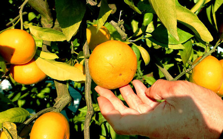 青島みかん 5kg（箱込み）長与町/岩永農園[EAZ008]