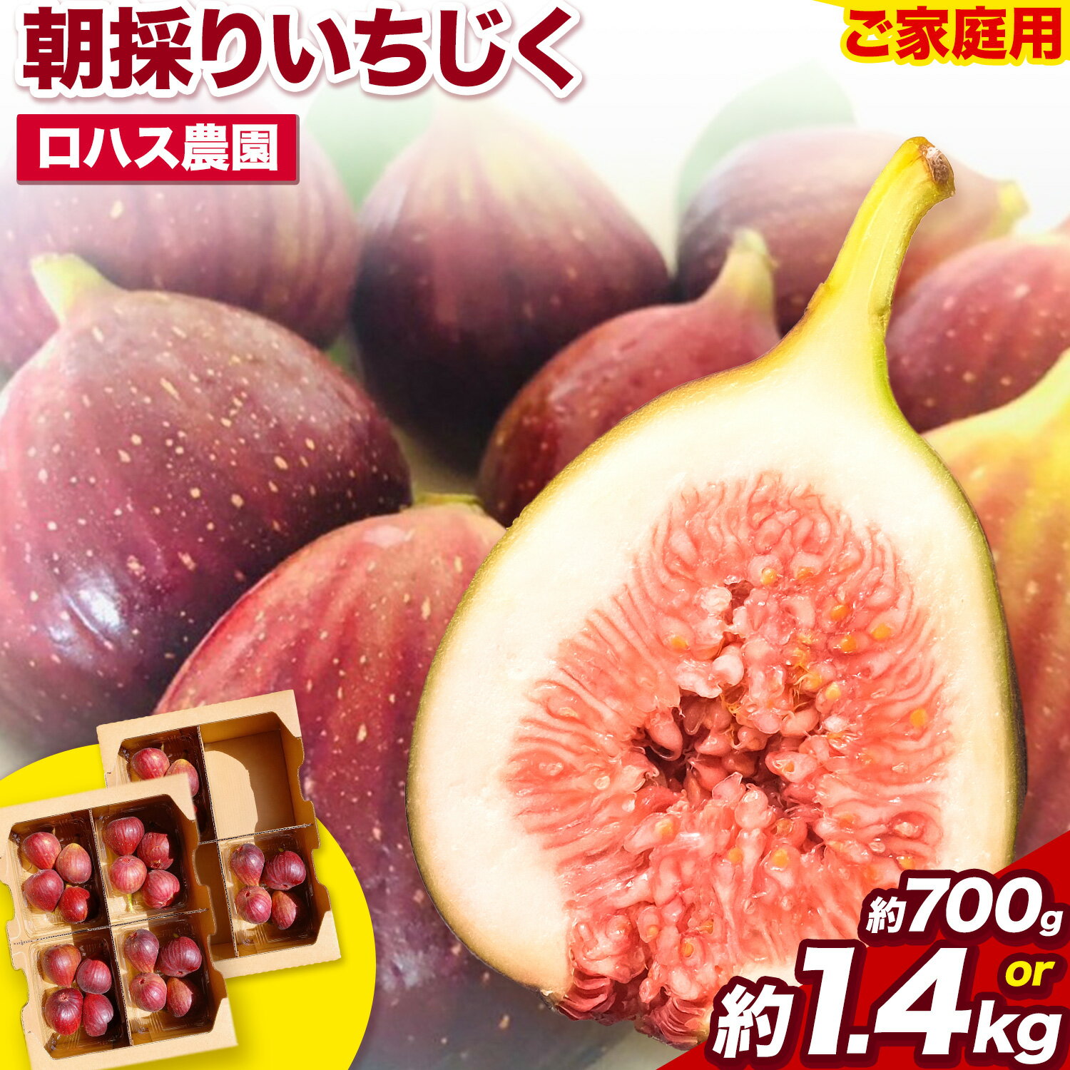 【ふるさと納税】ご家庭用 朝採りいちじく 選べる内容量 約700g 約1.4kg ロハス農園《8月上旬-11月末頃出荷》和歌山県 紀の川市 無花果 イチジク【配送不可地域あり】