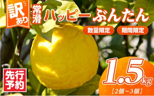 【先行予約】【訳あり】常滑ハッピーぶんたん 1.5kg（2～3個）｜常滑ハッピーぶんたん 果物 みかん フルーツ ミカン ぶんたん 文旦 訳あり 数量限定 愛知県 常滑市 知多半島