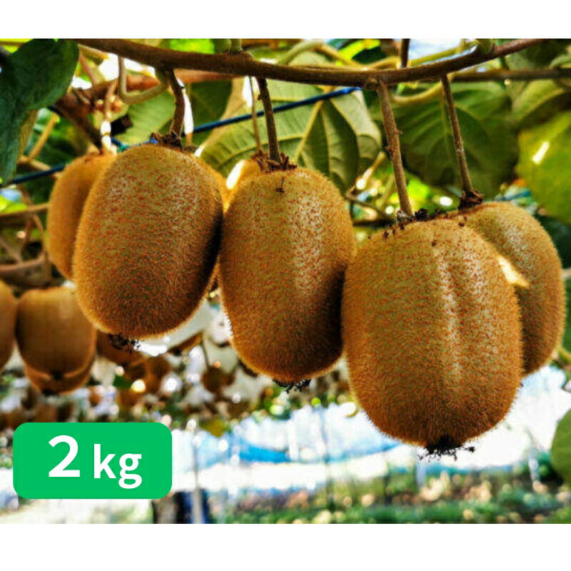 【ふるさと納税】山下果樹園のキウイフルーツ【ヘイワード】2kg[52210923] 果物 デザート グリーンキウイ 国産 日本産 国産キウイ 　お届け：2025年11月下旬～2026年1月上旬