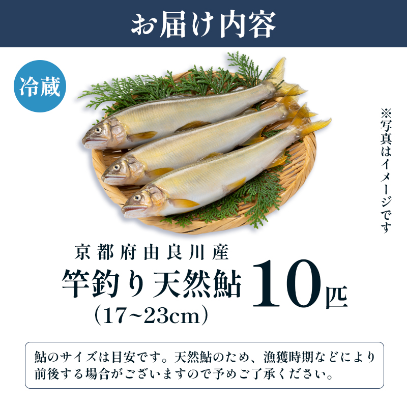 【2025年夏発送】天然鮎 竿釣り 10匹 （17～23cm） 【 冷蔵 由良川の竿釣り 由良川漁協 あゆ 鮎 新鮮 魚 さかな 直送 舞鶴 京都 魚介 川魚 塩焼き 生あゆ 】