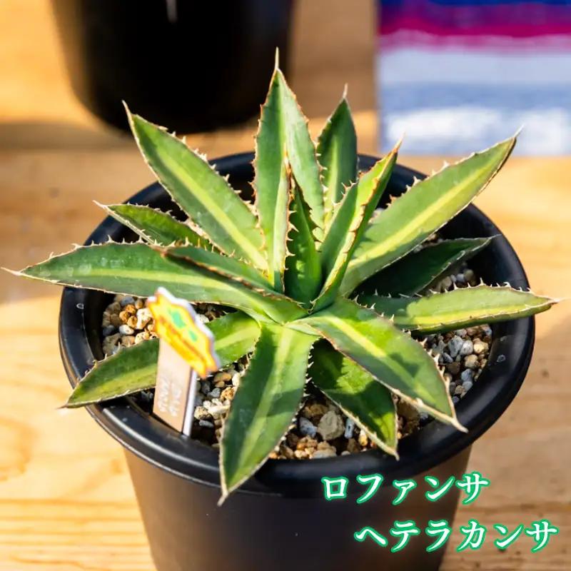 多肉植物 アガベ ロファンサ ヘテラカンサ 園芸 ガーデニング 多肉植物