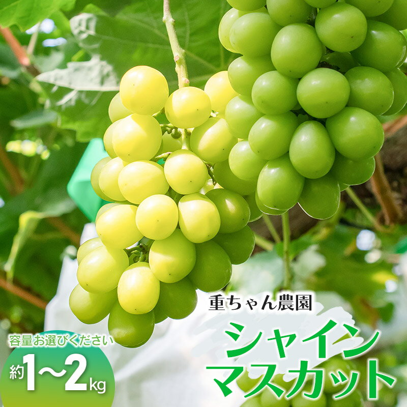 【ふるさと納税】【令和8年産先行予約】 シャインマスカット 約1kg（2房） or 約2kg（3〜4房）　葡萄 ぶどう