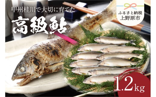 【一級河川(魚)】甲州桂川の高級鮎 鮎1箱（1.2kg）13～15尾