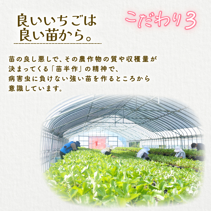 【2026年2月中旬発送開始】 いちご １パック 12or15粒 ベリーポップ 果物 いちご おやつ 健康 フルーツ スイーツ スイーツ作り ケーキ ケーキ作り 数量限定 先行予約 新潟県 新発田市 