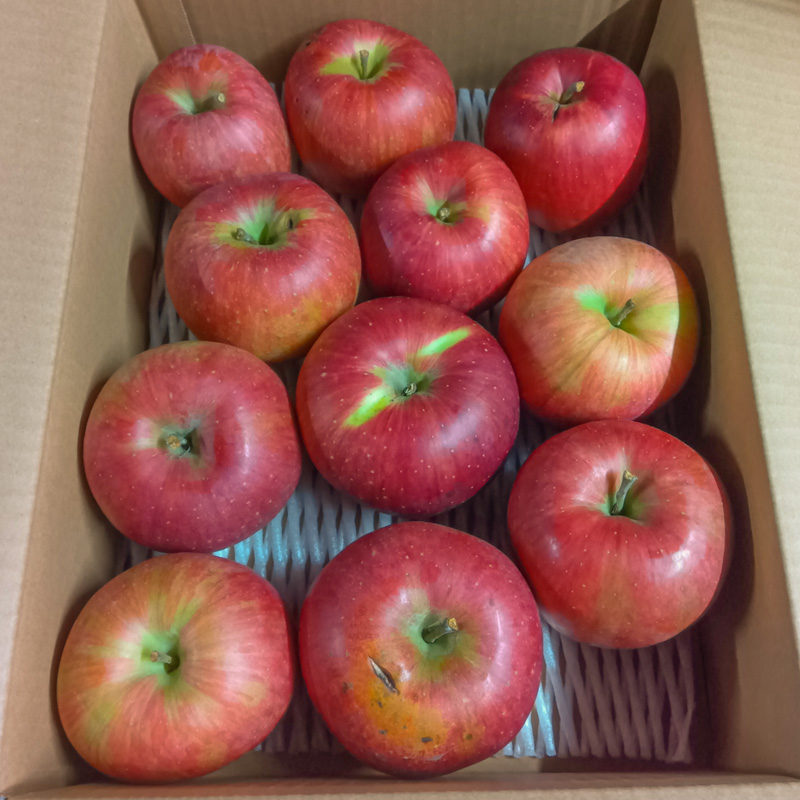 [家庭用]山形産 りんご(サンふじ) 3kg(11月1日～11月30日頃)【