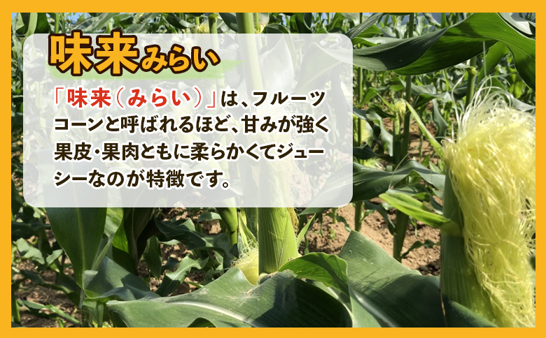 【先行予約】【数量限定】《生産者直送》北海道ルスツ産とうもろこし「味来」10本（玉手農場）（オンライン決済限定）【12005】