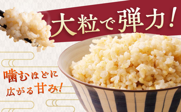 お米 米 ご飯 玄米 10㎏ お弁当 ヘルシー 健康 さがびより