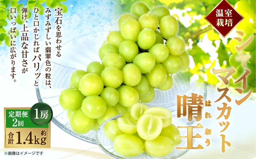 
                  [HS]【2回定期便】温室 シャインマスカット 晴王 1房 約700g【2026年7月上旬～8月下旬発送予定】マスカット 葡萄 ぶどう ブドウ フルーツ 果物 くだもの デザート 冷蔵 岡山県 倉敷市
                