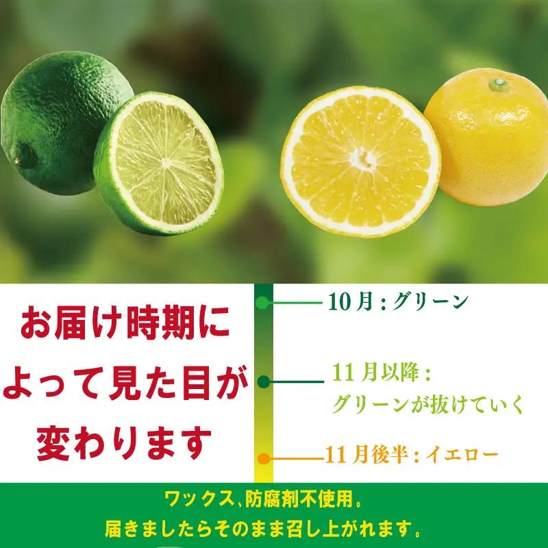 【2026年10月順次発送】 スイートレモネード 1.2kg (10～12個) レモン れもん 檸檬 柑橘 フルーツ 果物 完熟 国産 新鮮 果汁 レモン スイートレモネード  スイートレモネード  