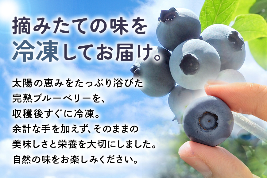 冷凍ブルーベリー 約1kg ブルーベリー 冷凍 フルーツ 果物 くだもの 冷凍フルーツ 冷凍果物 完熟 新鮮 人気 ギフト 贈り物 プレゼント 茨城県産 55-C